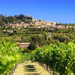 vignes provence var